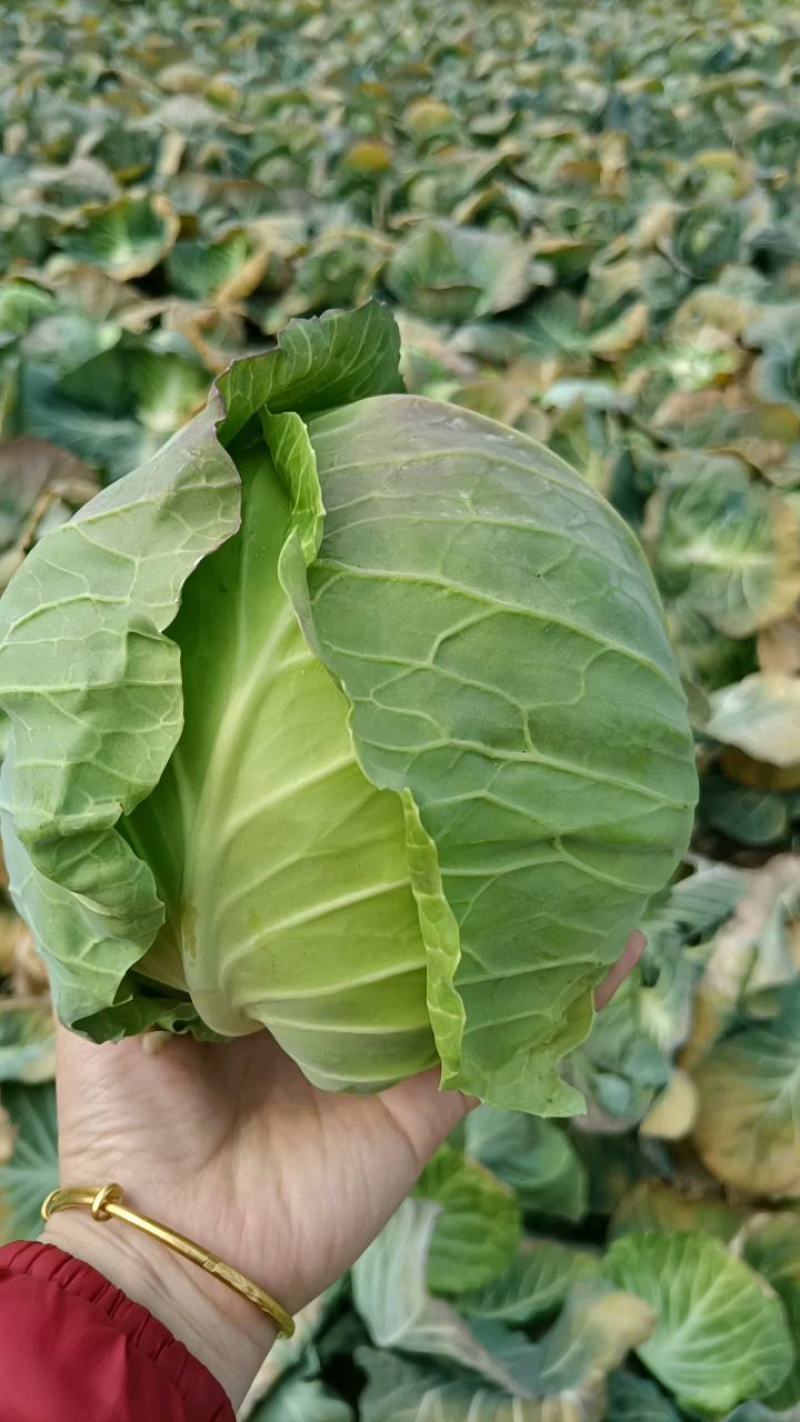 河南新野甘蓝包菜货量充足，个头匀实，质优价廉可视频看货