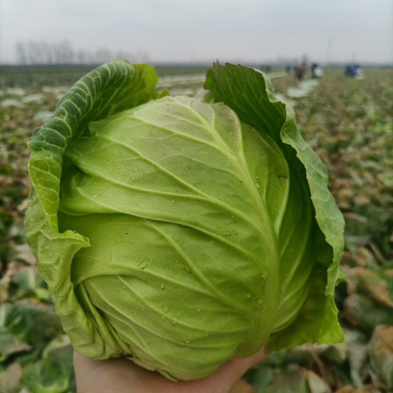 河南新野甘蓝包菜货量充足，个头匀实，质优价廉可视频看货