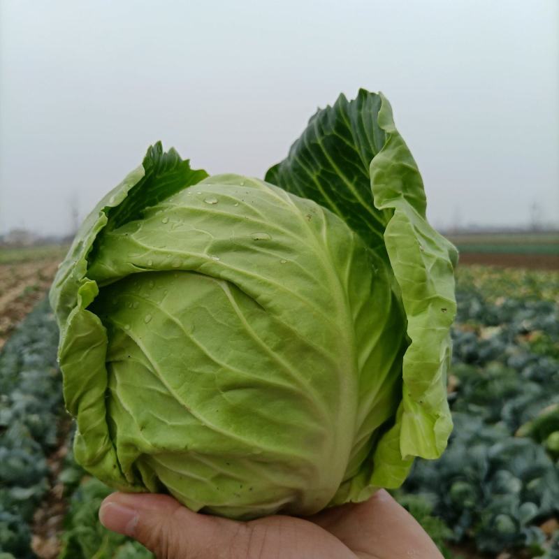 河南新野甘蓝包菜货量充足，个头匀实，质优价廉可视频看货