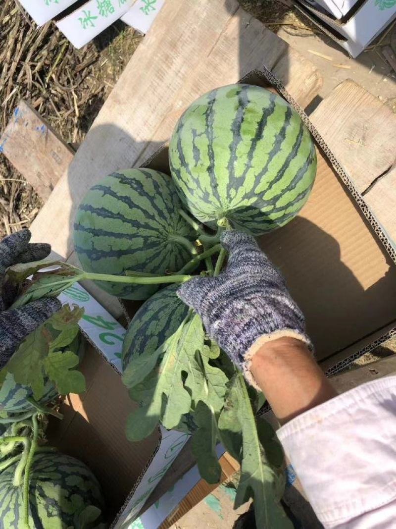 大量供应盐城东台有籽美都，嘉年华5号8424