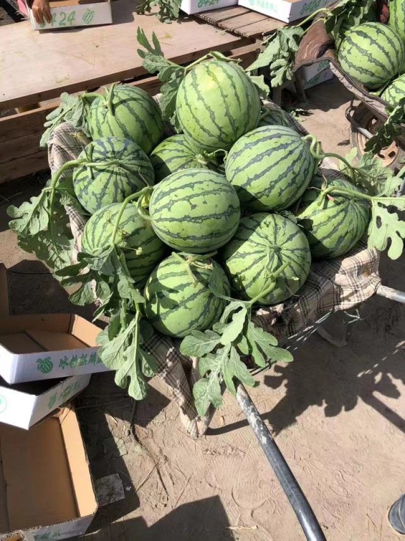 大量供应盐城东台有籽美都，嘉年华5号8424