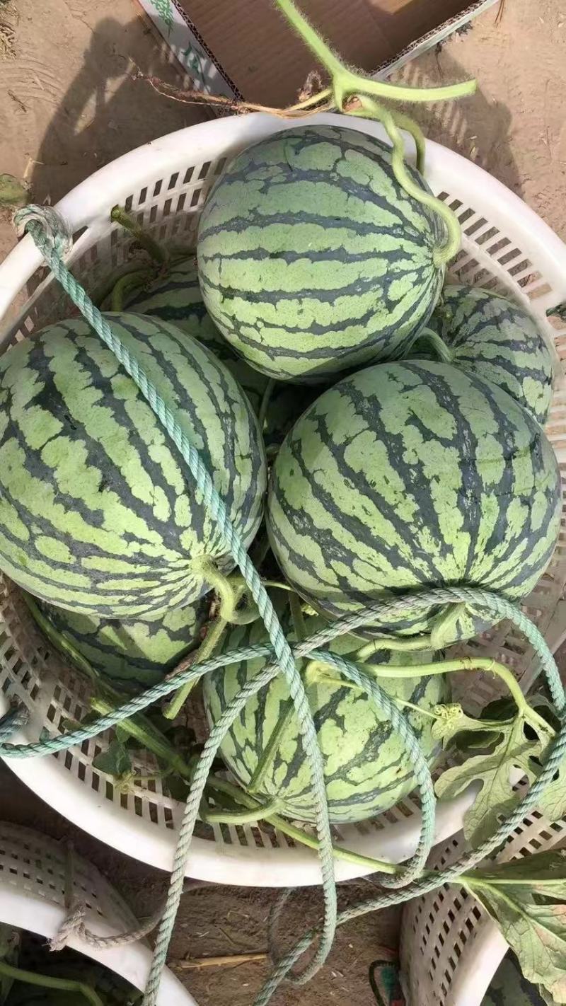 大量供应盐城东台有籽美都，嘉年华5号8424