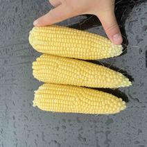 太阳花甜的玉米🌽，价钱公证透明。质量在这个季节很好了