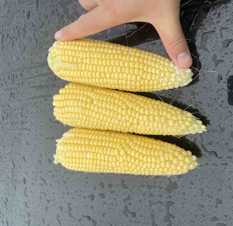 太阳花甜的玉米🌽，价钱公证透明。质量在这个季节很好了