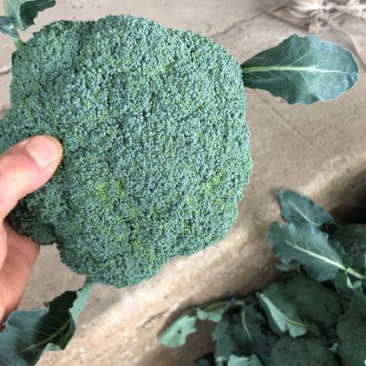 精品西兰花🥦上市，价格不高，需要的老板可以接受预定