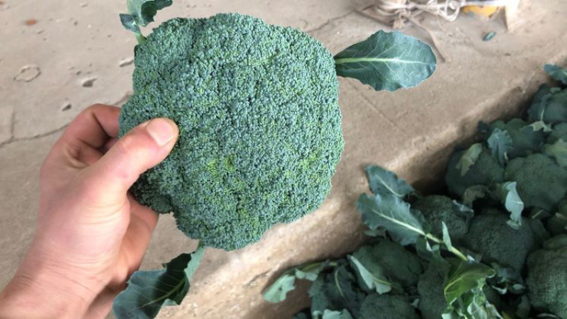 精品西兰花🥦上市，价格不高，需要的老板可以接受预定