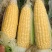 太阳花甜的玉米🌽，价钱公证透明。质量在这个季节很好了
