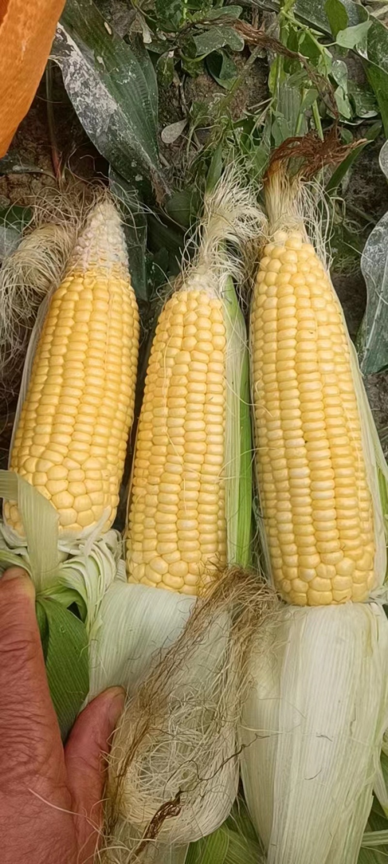 太阳花甜的玉米🌽，价钱公证透明。质量在这个季节很好了