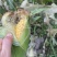 太阳花甜的玉米🌽，价钱公证透明。质量在这个季节很好了