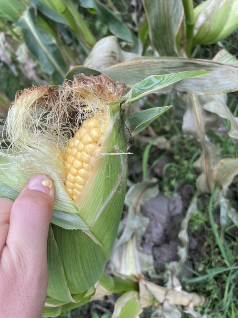 太阳花甜的玉米🌽，价钱公证透明。质量在这个季节很好了