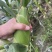 太阳花甜的玉米🌽，价钱公证透明。质量在这个季节很好了