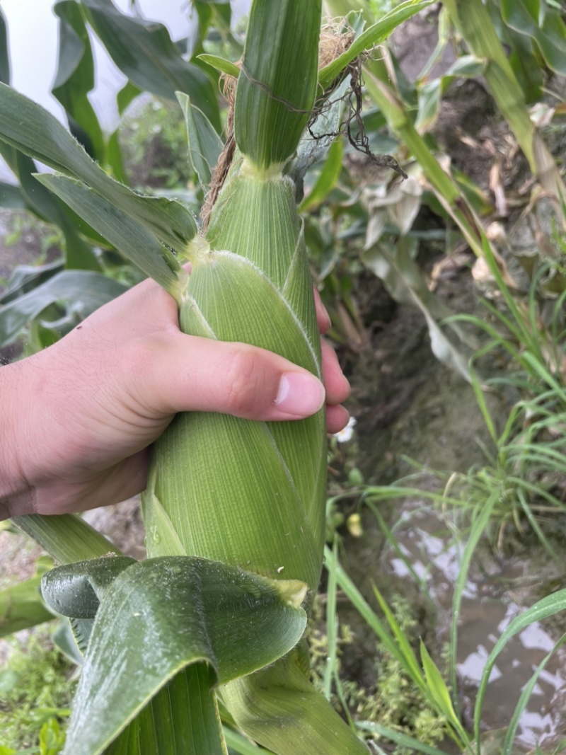 太阳花甜的玉米🌽，价钱公证透明。质量在这个季节很好了