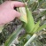 太阳花甜的玉米🌽，价钱公证透明。质量在这个季节很好了