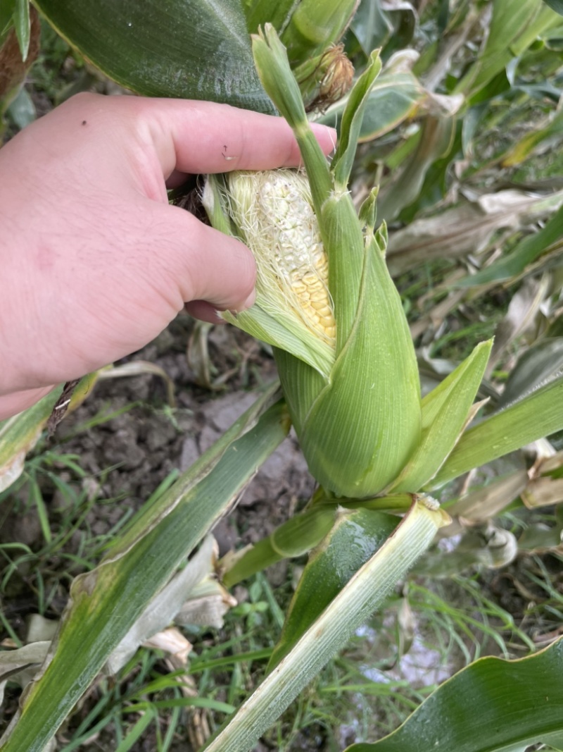 太阳花甜的玉米🌽，价钱公证透明。质量在这个季节很好了