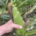太阳花甜的玉米🌽，价钱公证透明。质量在这个季节很好了