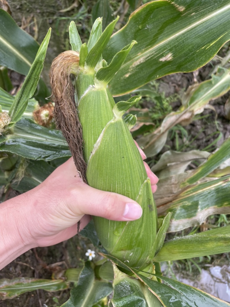 太阳花甜的玉米🌽，价钱公证透明。质量在这个季节很好了