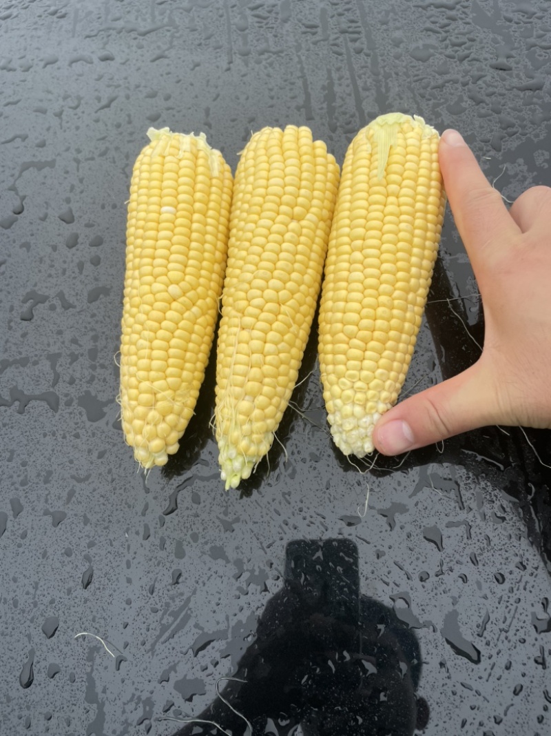 太阳花甜的玉米🌽，价钱公证透明。质量在这个季节很好了