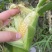 太阳花甜的玉米🌽，价钱公证透明。质量在这个季节很好了