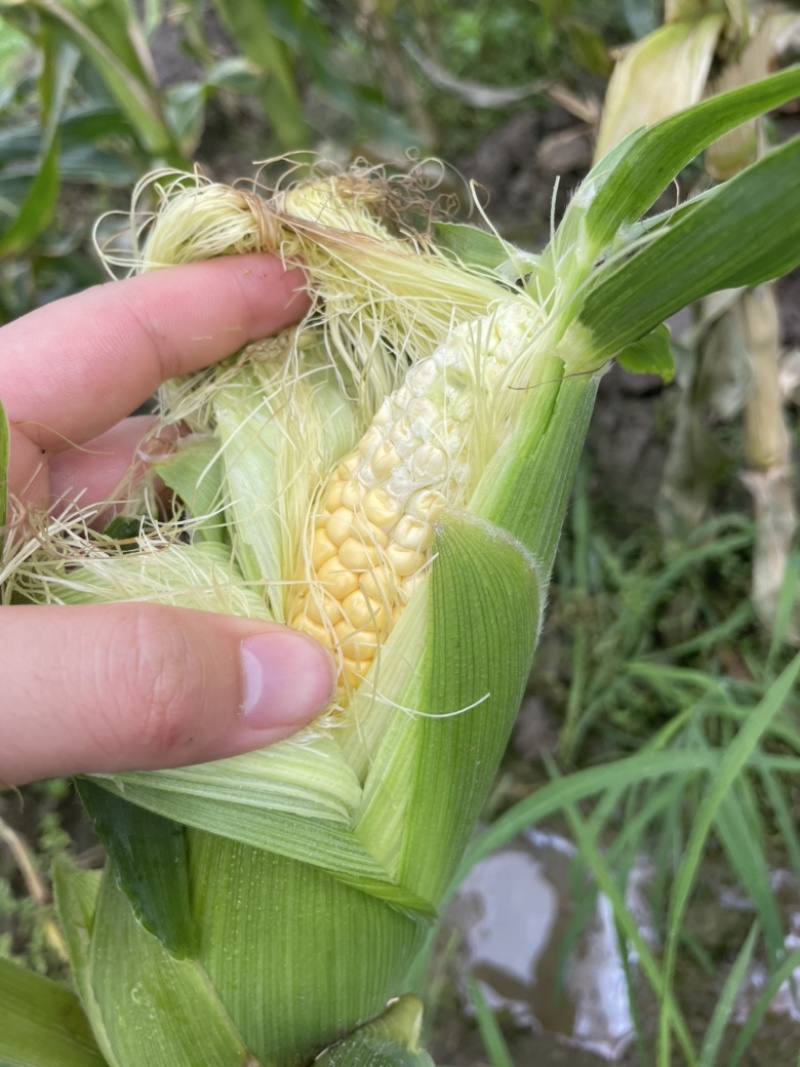 太阳花甜的玉米🌽，价钱公证透明。质量在这个季节很好了