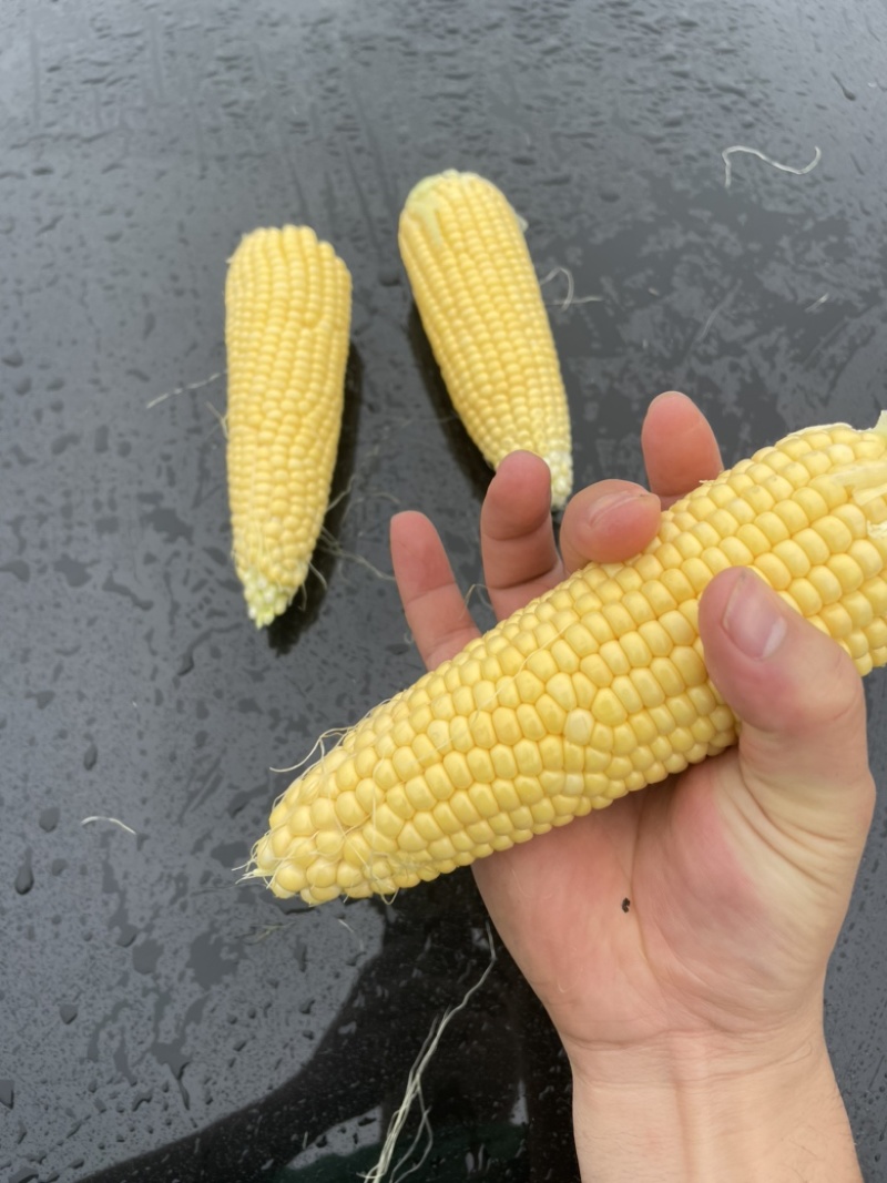 太阳花甜的玉米🌽，价钱公证透明。质量在这个季节很好了