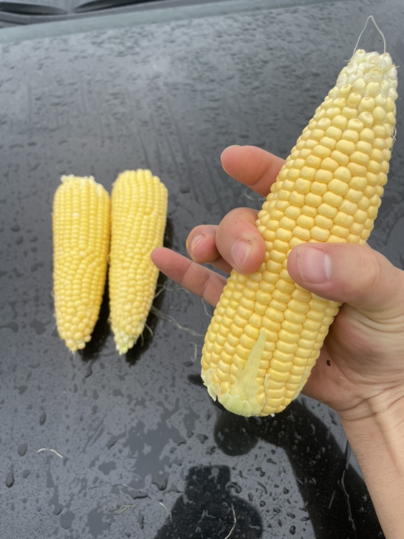 太阳花甜的玉米🌽，价钱公证透明。质量在这个季节很好了