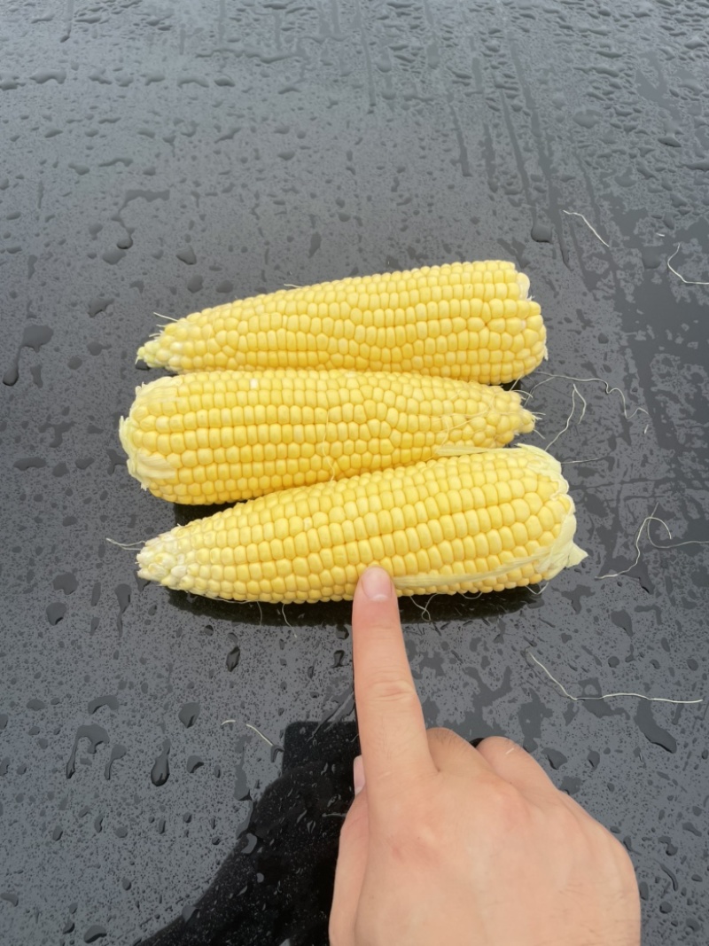太阳花甜的玉米🌽，价钱公证透明。质量在这个季节很好了
