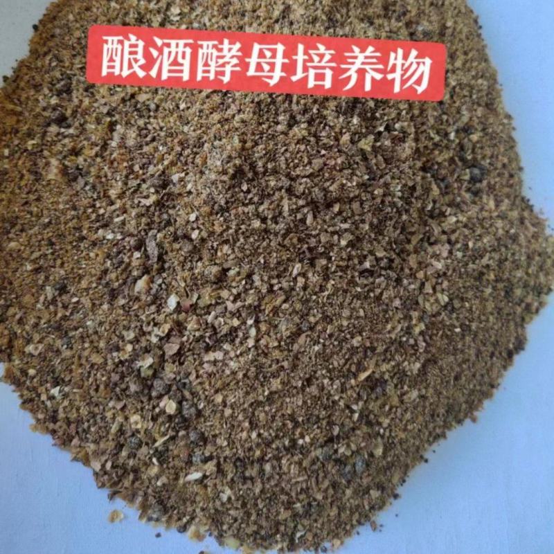 酿酒酵母培养物