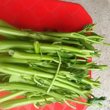 江西空心菜