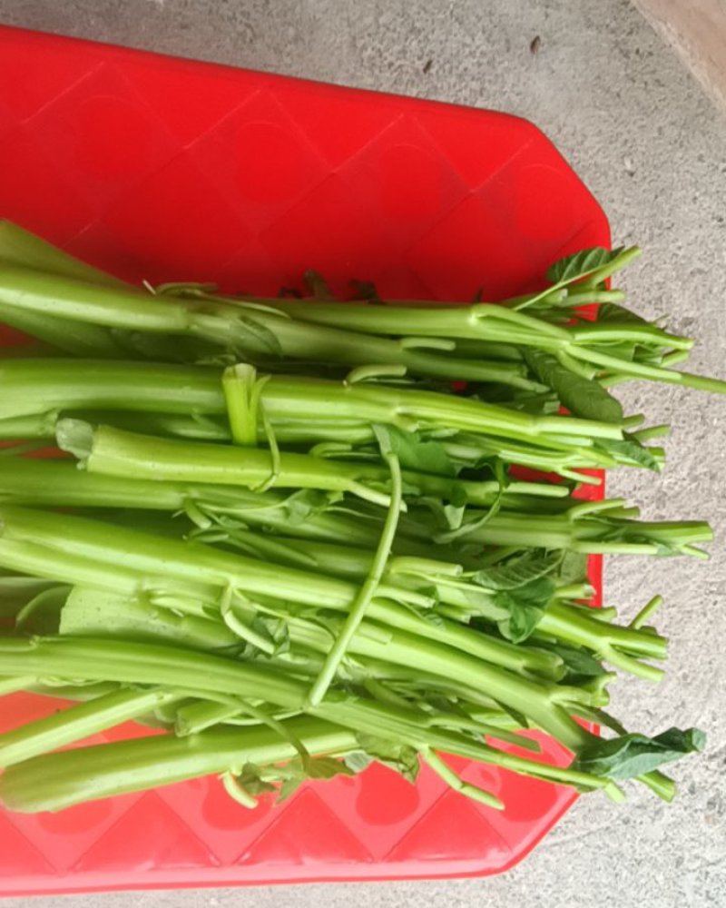 江西空心菜