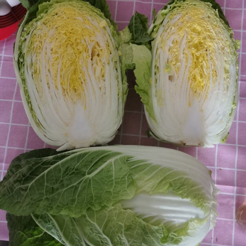 白菜