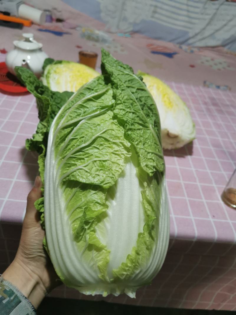 白菜