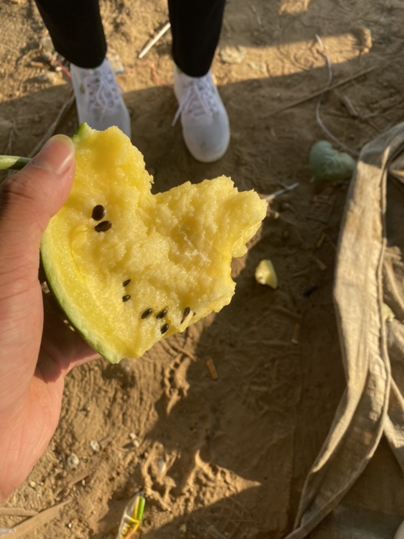 【抢购】江苏宿迁沭阳西瓜特小凤西瓜大量有货糖分高价格优惠