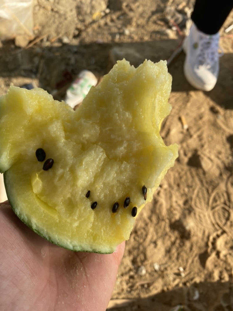 【抢购】江苏宿迁沭阳西瓜特小凤西瓜大量有货糖分高价格优惠