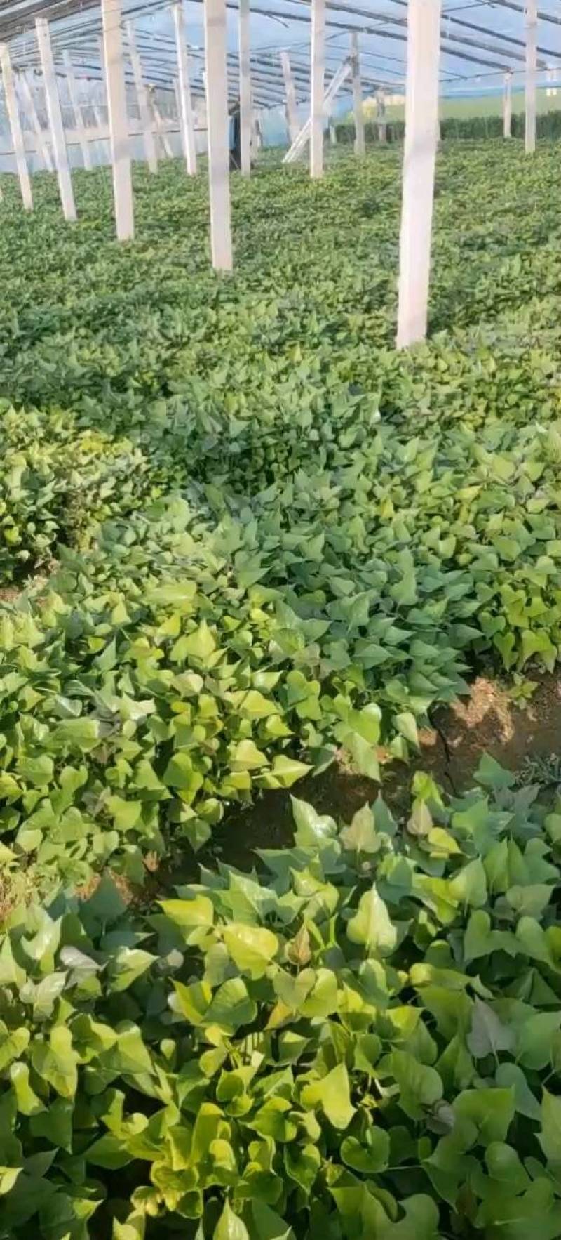河南濮阳红薯苗脱毒红薯苗白心红薯苗基地直供价格实惠