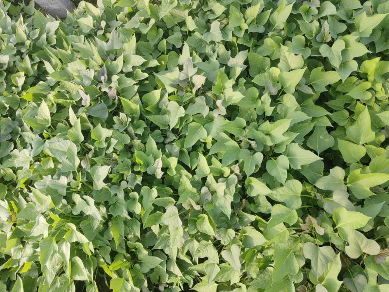 河南濮阳红薯苗脱毒红薯苗白心红薯苗基地直供价格实惠