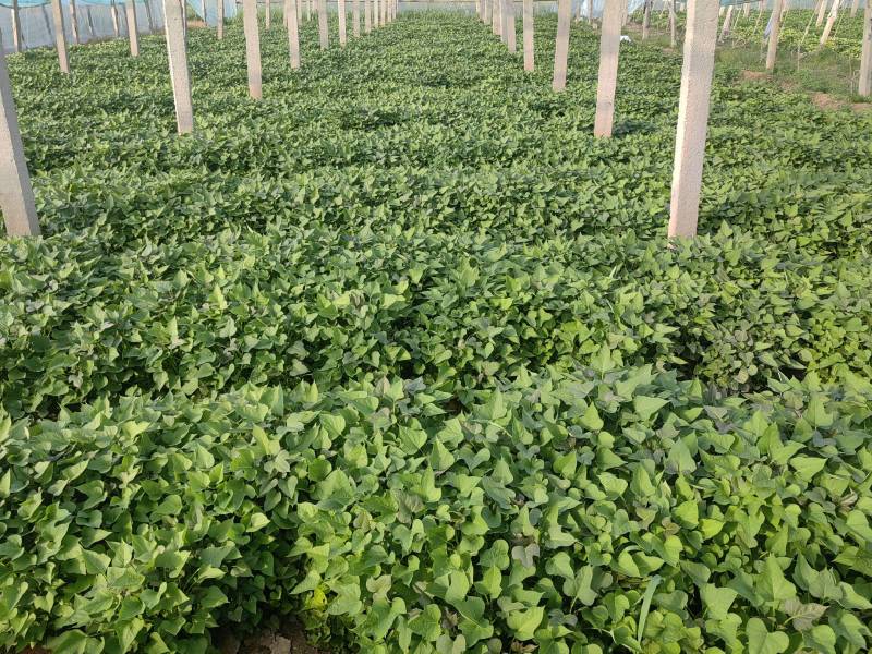 河南濮阳红薯苗脱毒红薯苗白心红薯苗基地直供价格实惠