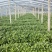 河南濮阳红薯苗脱毒红薯苗白心红薯苗基地直供价格实惠