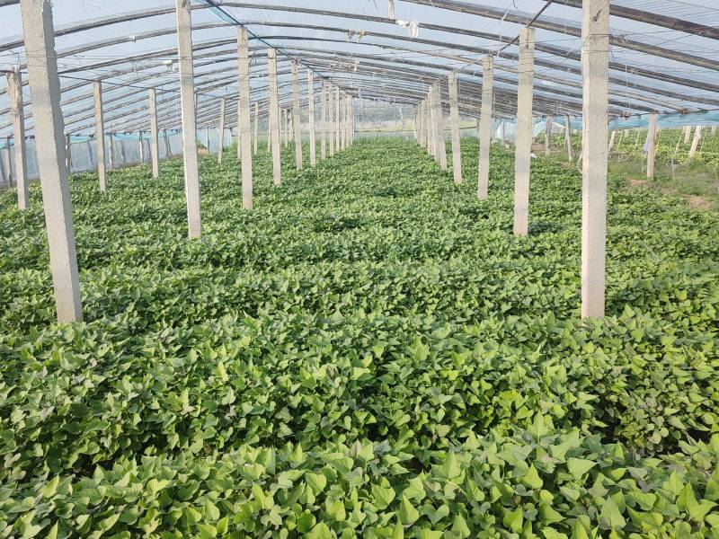 河南濮阳红薯苗脱毒红薯苗白心红薯苗基地直供价格实惠