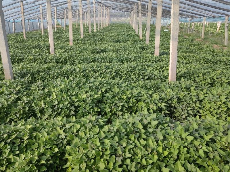 河南濮阳红薯苗脱毒红薯苗白心红薯苗基地直供价格实惠