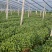 河南濮阳红薯苗脱毒红薯苗白心红薯苗基地直供价格实惠