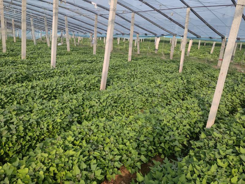 河南濮阳红薯苗脱毒红薯苗白心红薯苗基地直供价格实惠