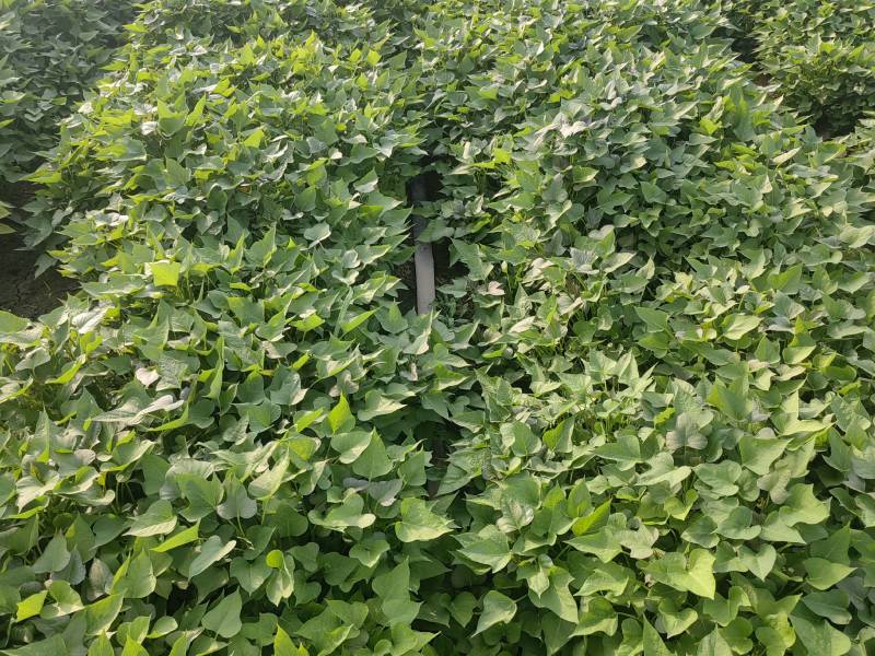 河南濮阳红薯苗脱毒红薯苗白心红薯苗基地直供价格实惠