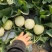白莎蜜蜜糖罐大量现货可供商超市场电商产地直供