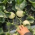 白莎蜜蜜糖罐大量现货可供商超市场电商产地直供