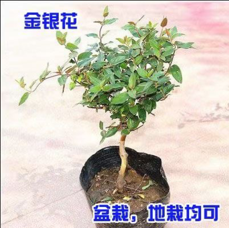 金银花苗