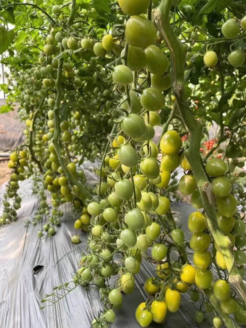 圣女果樱桃番茄西红柿苗小紫小红小粉迷彩圣女果苗