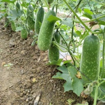 吊毛节瓜一首货源合作种植户直供欢迎合作，代调车辆全国发货