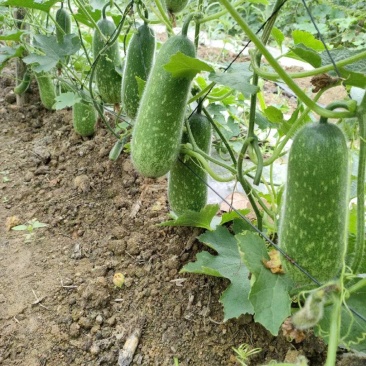 1吊毛节瓜一首货源合作种植户直供欢迎合作，代调车辆全国发货