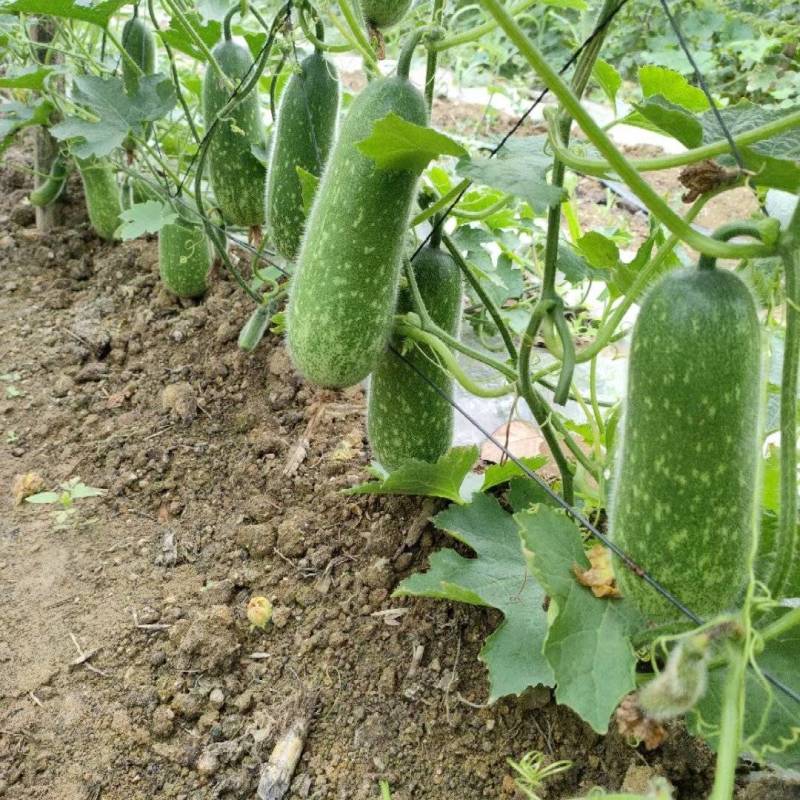 1吊毛节瓜一首货源合作种植户直供欢迎合作，代调车辆全国发货