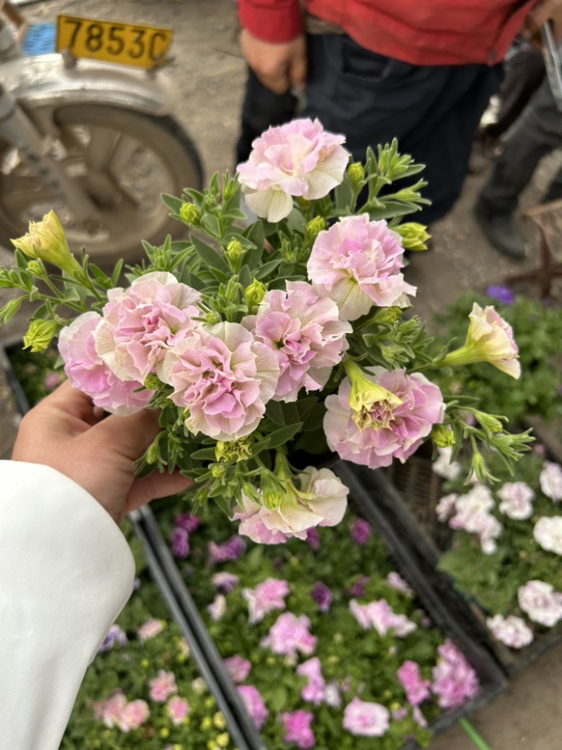 重瓣牵牛
